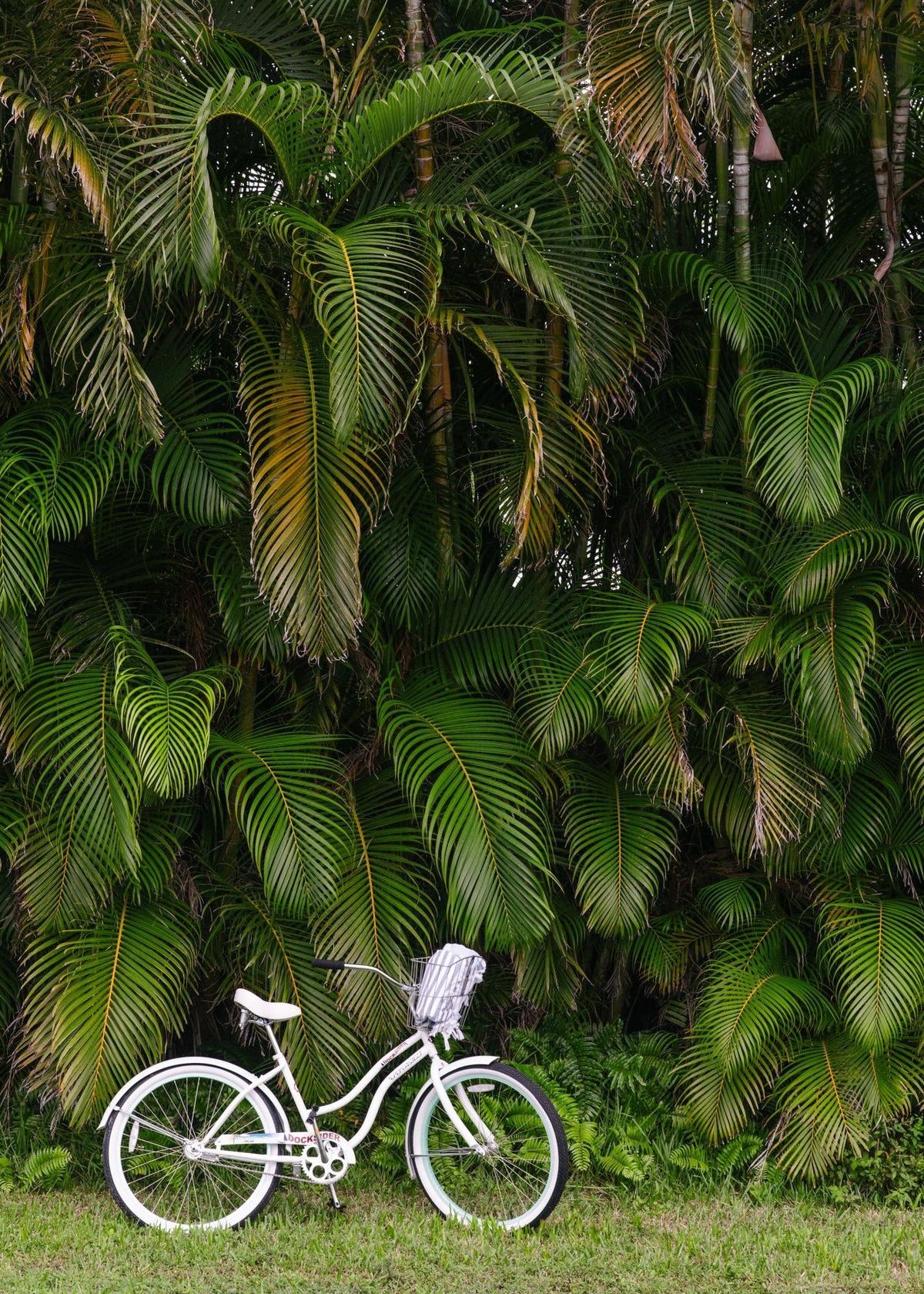 White bicycle with a basket in front of tropical foliage